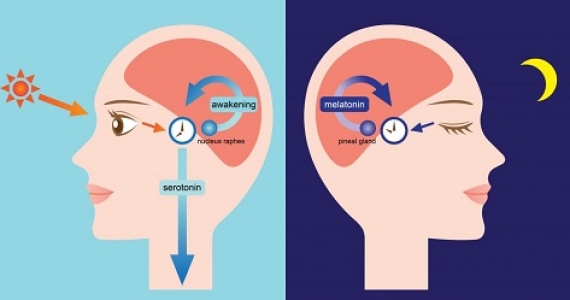 Synchronizing Your Biological Clock With a Schedule